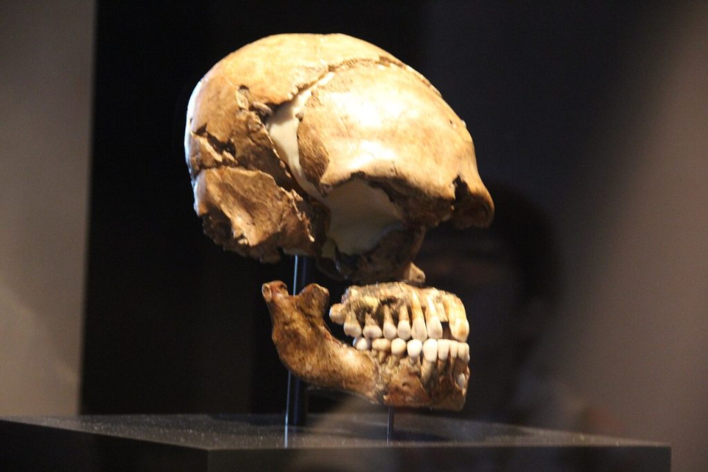 Set Up for Failure? How the Human Brain’s Evolution Explains Its Weaknesses A Neanderthal skull on display in a museum